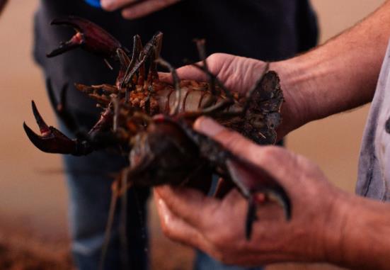 水質在線監(jiān)測儀對小龍蝦養(yǎng)殖水的重要因素是什么 水質在線監(jiān)測儀對小龍蝦養(yǎng)殖水的重要因素是什么